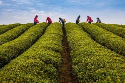 四季有茶春最好，人间四月请将我饮尽！